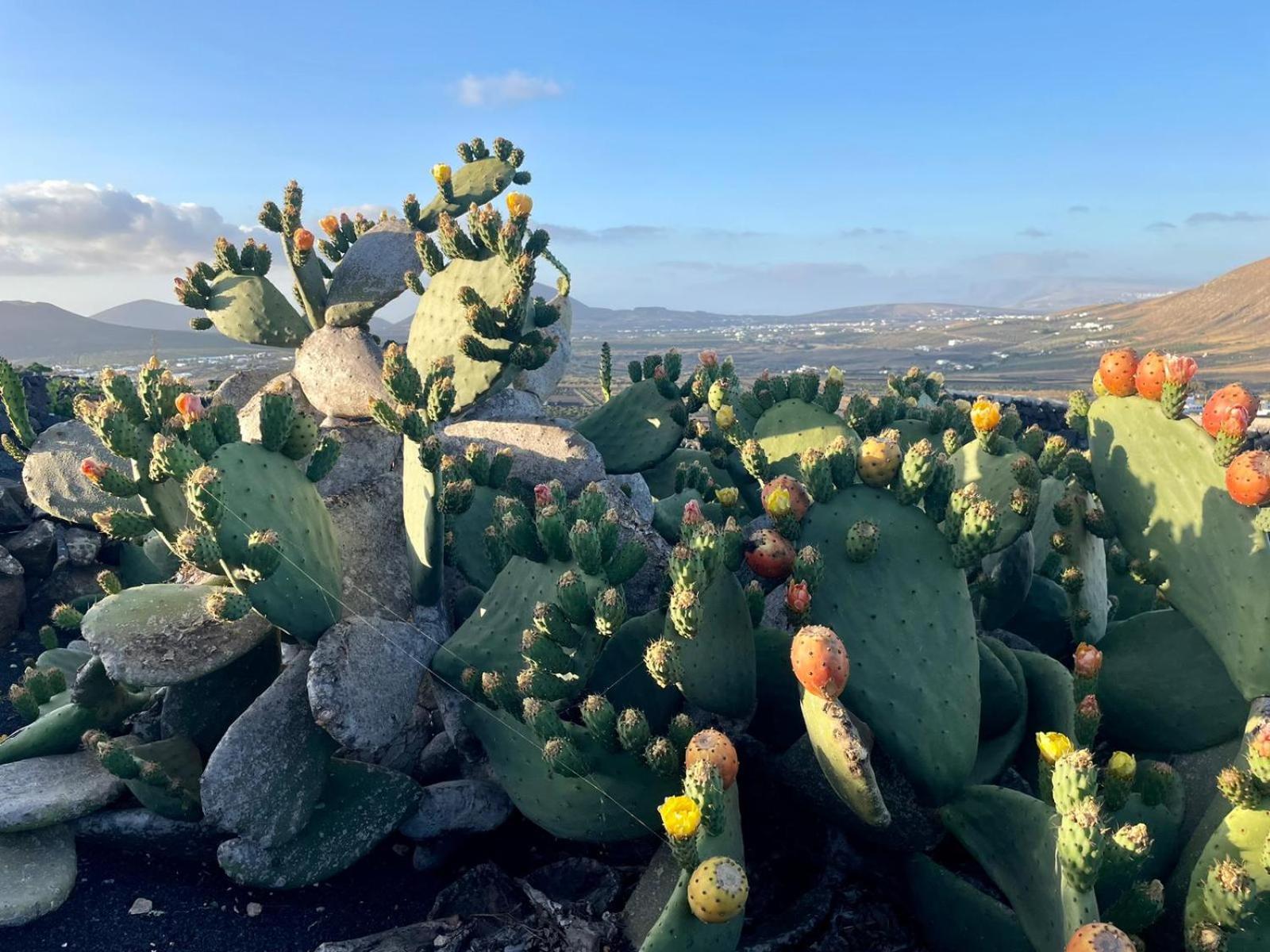 Ecofinca Aulaga Masdache Esterno foto
